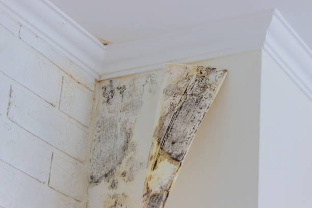 Best Black Mold Removal  in , ND